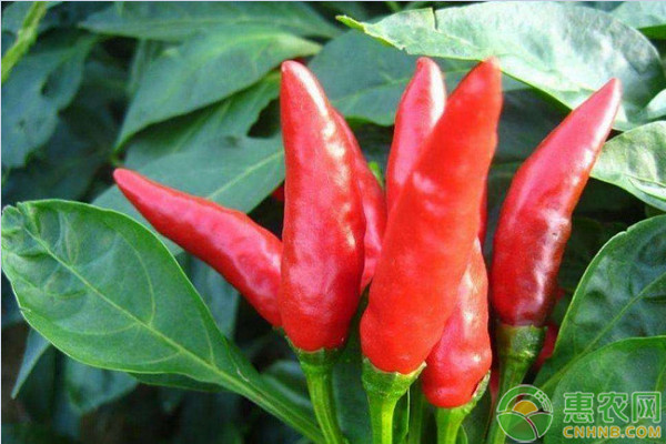 朝天椒的种植技术和管理-图片版权归惠农网所有