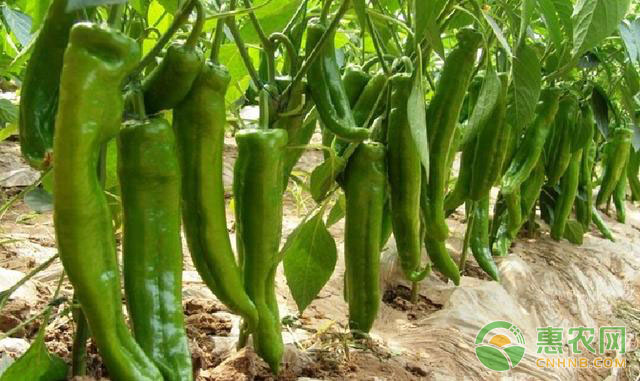 青 (辣) 椒种植栽培技术要点（附病虫害防治）-图片版权归惠农网所有