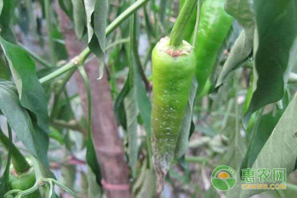 青 (辣) 椒种植栽培技术要点（附病虫害防治）-图片版权归惠农网所有