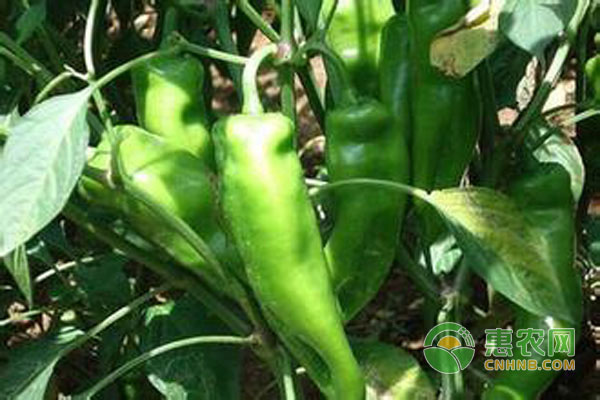青 (辣) 椒种植栽培技术要点（附病虫害防治）-图片版权归惠农网所有