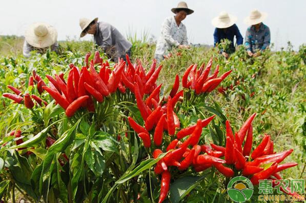 小辣椒高产种植管理技术-图片版权归惠农网所有