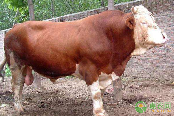 西门塔尔牛的养殖技术要点-图片版权归惠农网所有
