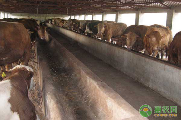 9月肉牛养殖要点-图片版权归惠农网所有