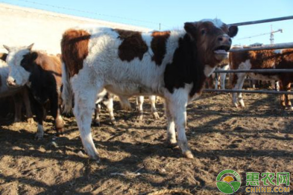 养牛最佳出栏时间的选择及注意事项-图片版权归惠农网所有