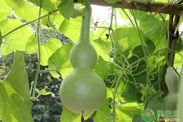 葫芦几月份播种最好？-图片版权归惠农网所有