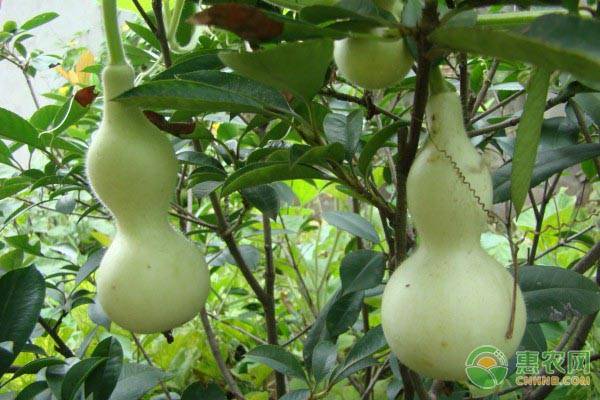 葫芦几月份播种最好？-图片版权归惠农网所有