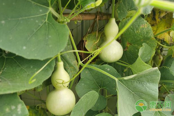 怎么种植小葫芦？-图片版权归惠农网所有