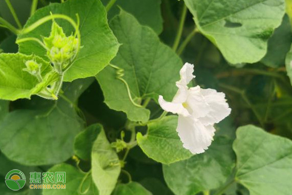 怎么种植小葫芦？-图片版权归惠农网所有