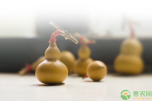 葫芦的栽培和种植管理技术详解-图片版权归惠农网所有