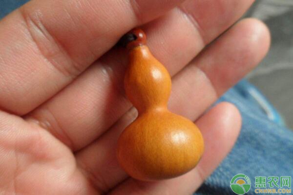 葫芦的栽培和种植管理技术详解-图片版权归惠农网所有