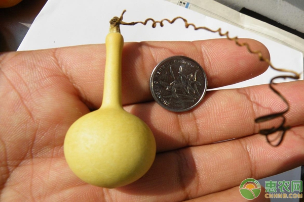 葫芦的栽培和种植管理技术详解-图片版权归惠农网所有