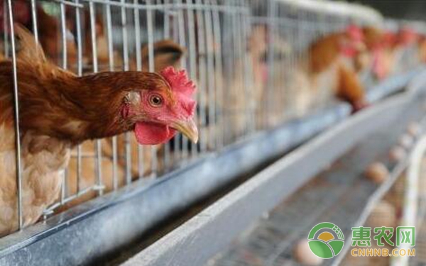养鸡知识：为什么公鸡母鸡分开养？-图片版权归惠农网所有