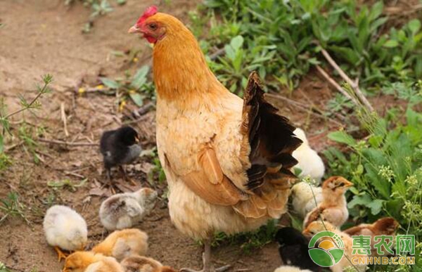 养鸡技术：怎么养鸡？养鸡基础知识10要点-图片版权归惠农网所有