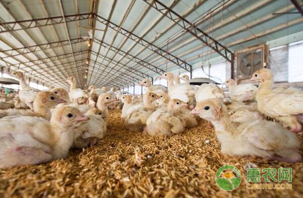 养鸡技术：怎么养鸡？养鸡基础知识10要点-图片版权归惠农网所有