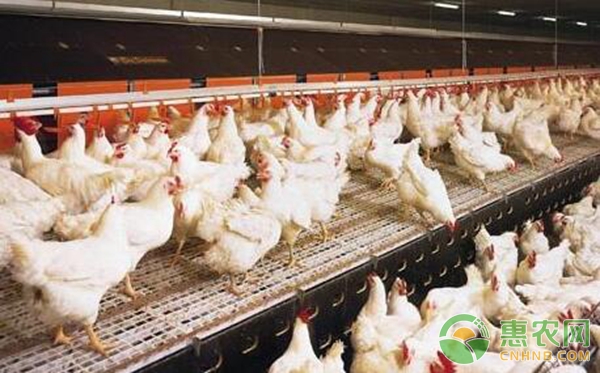 养鸡技术：怎么养鸡？养鸡基础知识10要点-图片版权归惠农网所有