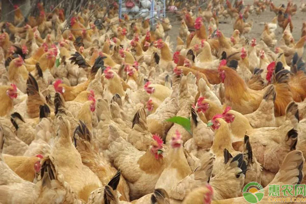 养鸡必看：高效养鸡技术-图片版权归惠农网所有