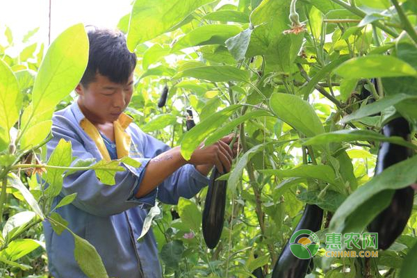 茄子怎么种？茄子种植技巧及注意事项！-图片版权归惠农网所有