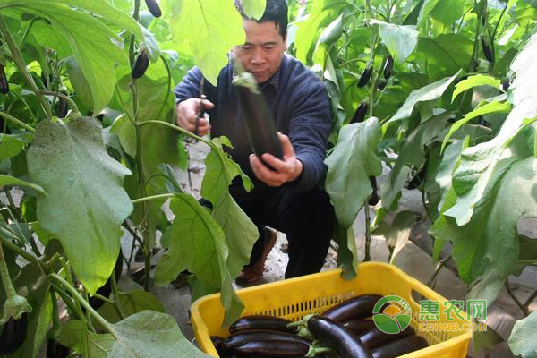 茄子怎么种？茄子种植技巧及注意事项！-图片版权归惠农网所有