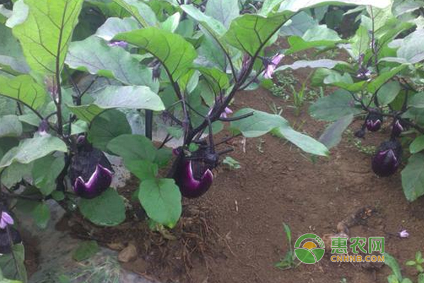 茄子怎么种？茄子种植技巧及注意事项！-图片版权归惠农网所有