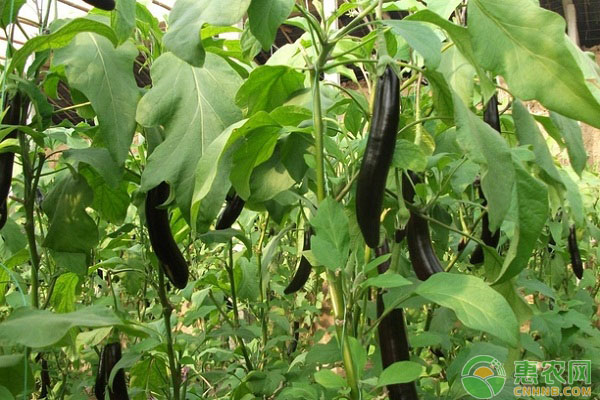 茄子如何整枝才能高产？茄子整枝的三种方法及注意事项-图片版权归惠农网所有