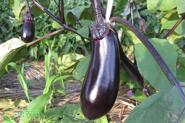 茄子苗的培育方法和时间-图片版权归惠农网所有