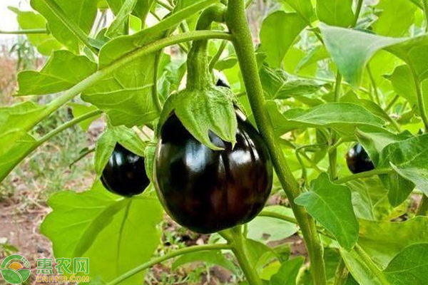 茄子黄叶是什么原因？-图片版权归惠农网所有