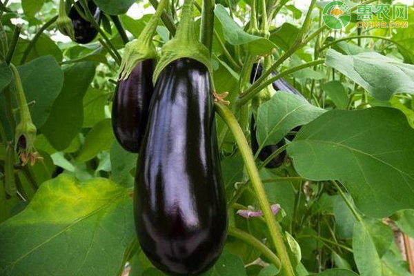 茄子黄叶是什么原因？-图片版权归惠农网所有
