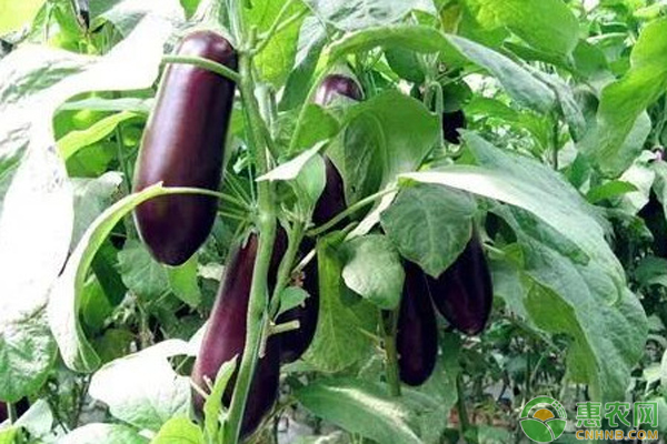 茄子黄叶是什么原因？-图片版权归惠农网所有