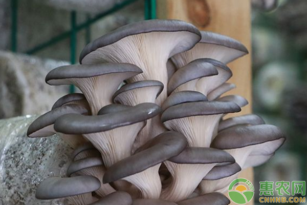 平菇高产种植技术：晚冬平菇废料种植夏季高温平菇-图片版权归惠农网所有