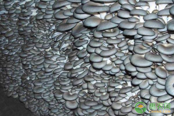 平菇的栽培方法-图片版权归惠农网所有