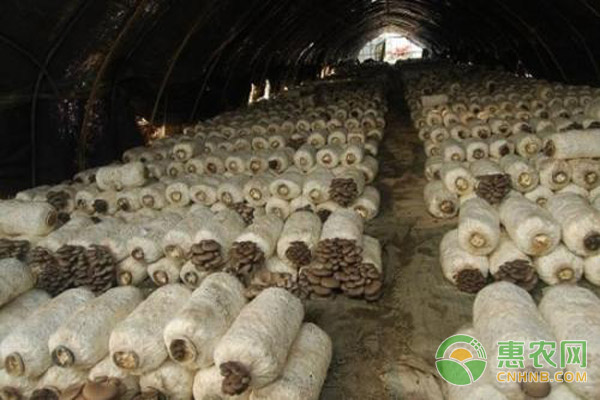 平菇保湿方法技巧-图片版权归惠农网所有