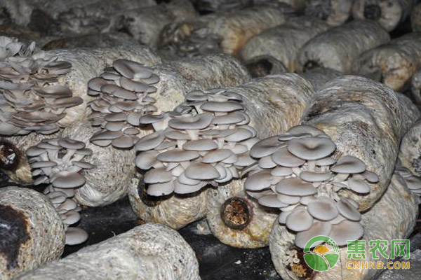 平菇怎么保湿？3个保湿技巧介绍-图片版权归惠农网所有