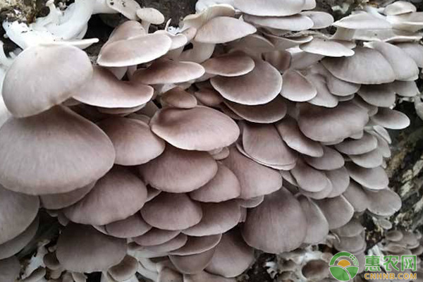 平菇栽培管理技术要点-图片版权归惠农网所有