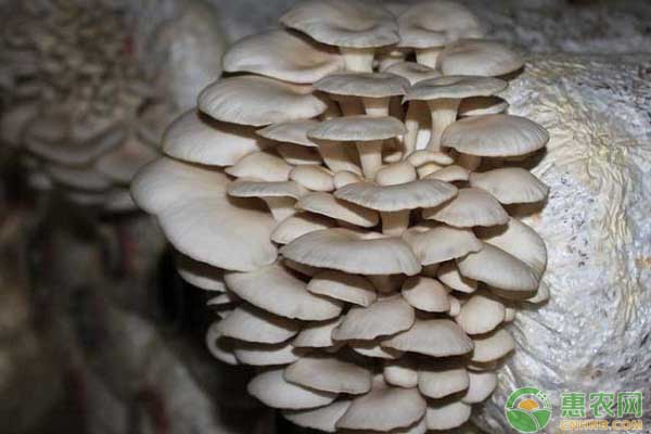 平菇栽培管理技术要点-图片版权归惠农网所有