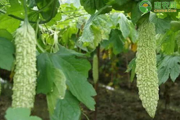 苦瓜种植的时候怎么嫁接？-图片版权归惠农网所有