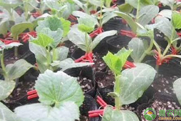 苦瓜种植的时候怎么嫁接？-图片版权归惠农网所有