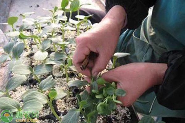 苦瓜种植的时候怎么嫁接？-图片版权归惠农网所有
