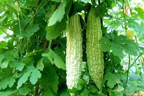 苦瓜种植施肥误区及栽培要点介绍-图片版权归惠农网所有