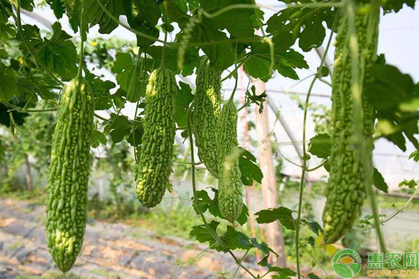 苦瓜种植施肥误区及栽培要点介绍-图片版权归惠农网所有