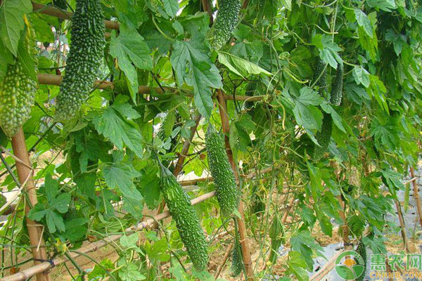 苦瓜种植施肥误区及栽培要点介绍-图片版权归惠农网所有