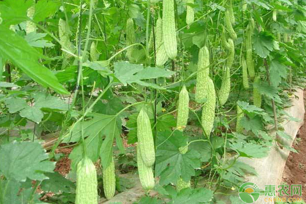 苦瓜种植夏季管理关键技术-图片版权归惠农网所有