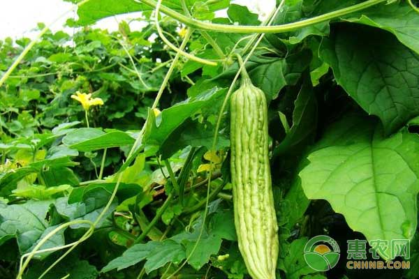苦瓜种植夏季管理关键技术-图片版权归惠农网所有