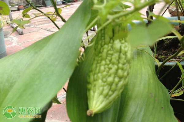 种植苦瓜怎样进行套袋？-图片版权归惠农网所有