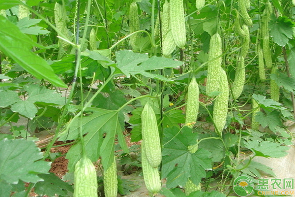 种植苦瓜怎样进行套袋？-图片版权归惠农网所有