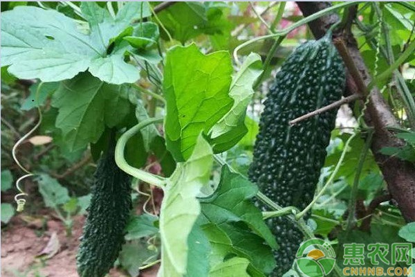 苦瓜施肥的正确方法-图片版权归惠农网所有