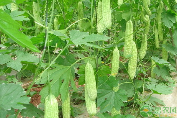 苦瓜施肥的正确方法-图片版权归惠农网所有