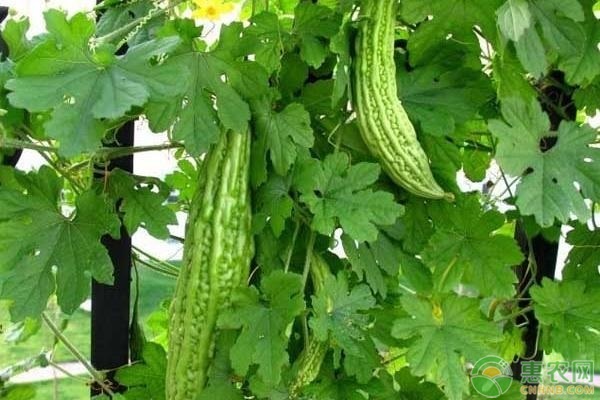 苦瓜施肥的正确方法-图片版权归惠农网所有