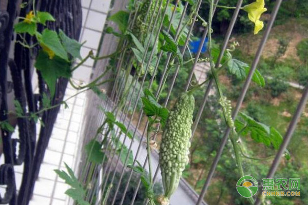 苦瓜整枝打叉技术-图片版权归惠农网所有