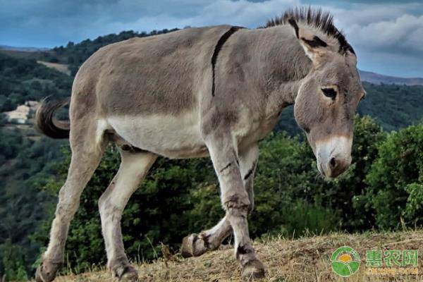 养驴如何提高出栏率？-图片版权归惠农网所有