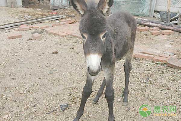 怎么预防母驴难产？母驴难产怎么办？-图片版权归惠农网所有